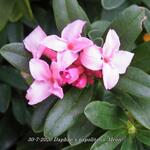 Daphne x napolitana 'Meon' - 