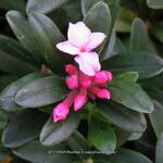 Daphne x napolitana 'Meon' - 