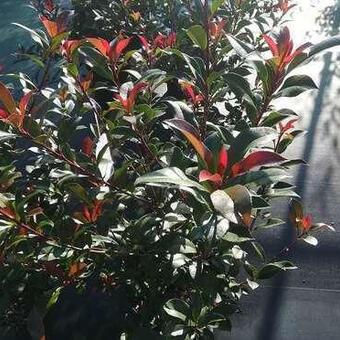 Photinia x fraseri 'Carré Rouge'