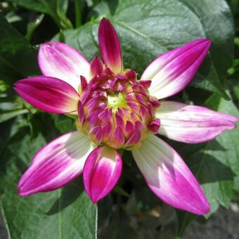 Dahlia Bicolor