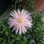 Callistephus chinensis 'Starlight Light Pink' - 