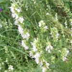 Hyssopus officinalis 'Albus' - 