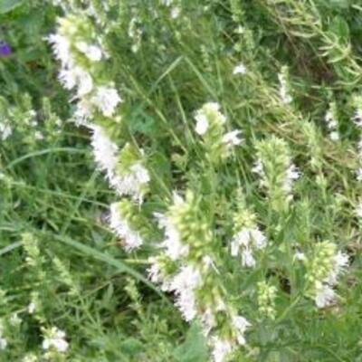 Hyssopus officinalis 'Albus' - 