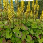 Ligularia hodgsonii - 