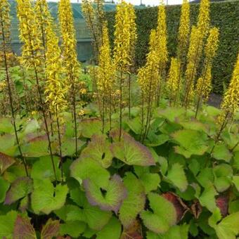 Ligularia hodgsonii