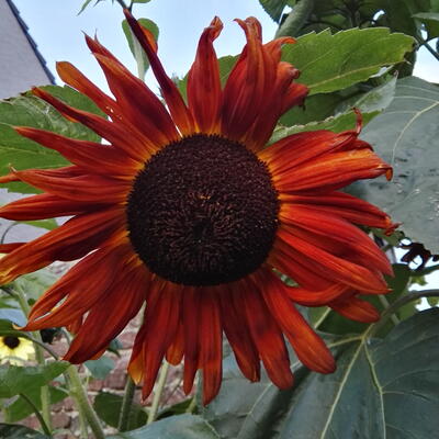 Helianthus annuus 'Claret' - 