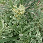 Euphorbia amygdaloides 'Frosted Flame' - 