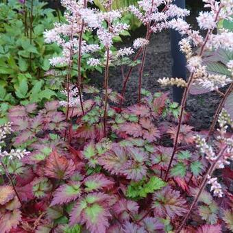 Astilbe x arendsii 'Beauty of Ernst'