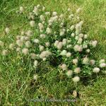 Trifolium arvense - 