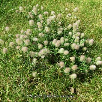 Trifolium arvense