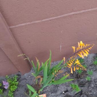 Crocosmia x crocosmiiflora 'Sunglow'