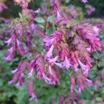 Origanum 'Bristol Cross' - 