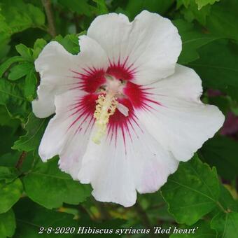 Hibiscus syriacus ’Red heart’