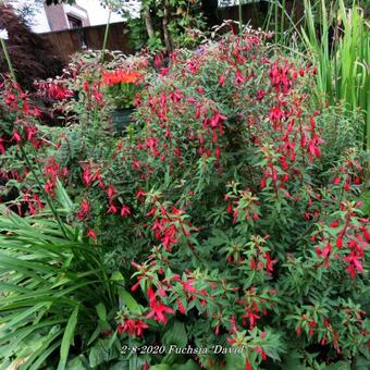 Fuchsia 'David'