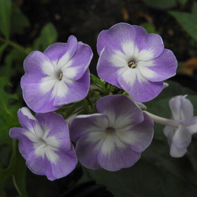 Phlox paniculata 'Blue Boy'