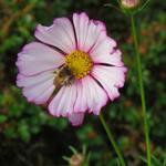 Cosmos bipinnatus 'Picotée' - 