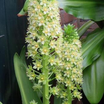 Eucomis pole-evansii