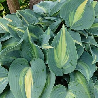 Hosta 'Lakeside Cupcake'