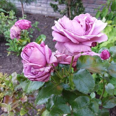 Rosa 'Jac Blupo' - 