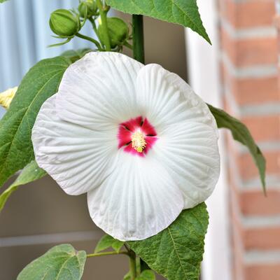 Hibiscus moscheutos 'LUNA White Red Eye' - 