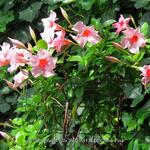 Mandevilla 'SUNDAVILLE Cream Pink' - 