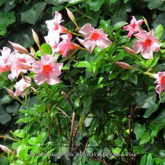 Mandevilla 'SUNDAVILLE Cream Pink'