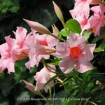 Mandevilla 'SUNDAVILLE Cream Pink' - 