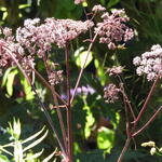 Angelica sylvestris 'Ebony' - 