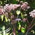 Angelica sylvestris 'Ebony'