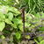 Angelica sylvestris 'Ebony'