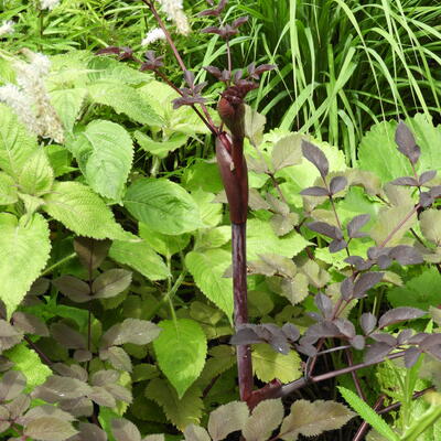 Angelica sylvestris 'Ebony'