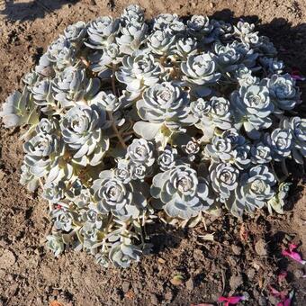 Orostachys