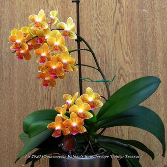 Phalaenopsis Baldan's Kaleidoscope 'Golden Treasure'