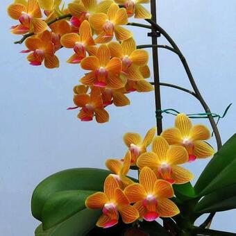 Phalaenopsis Baldan's Kaleidoscope 'Golden Treasure'