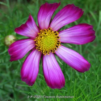 Cosmos bipinnatus