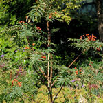 Sorbus randaiensis - 