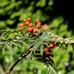 Sorbus randaiensis - 