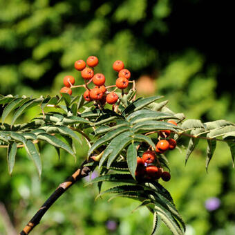 Sorbus randaiensis