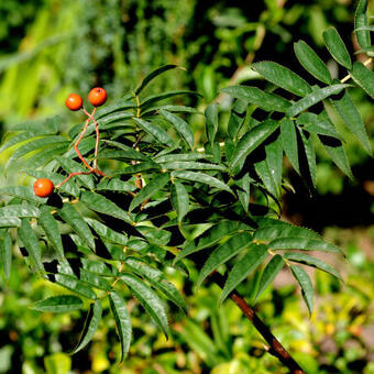 Sorbus randaiensis