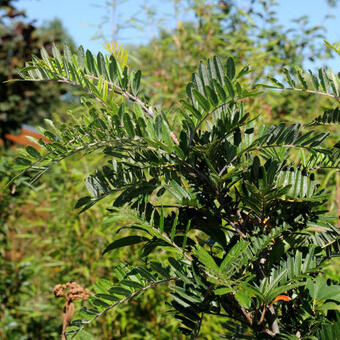 Sorbus scalaris