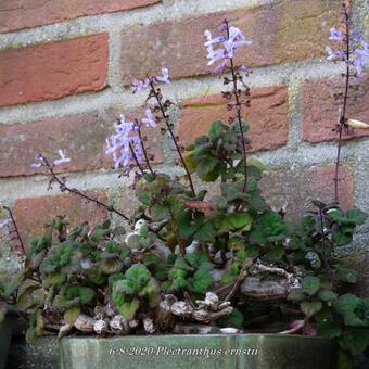 Plectranthus ernstii