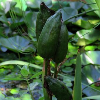 Iris pseudacorus