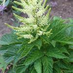 Aruncus 'Ulf' - 