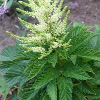 Aruncus 'Ulf'