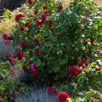 Rosa 'Red Leonardo da Vinci'