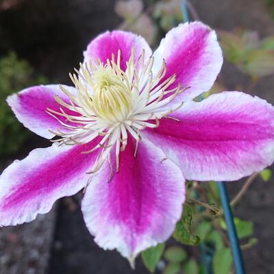 Clematis 'Angela' - 