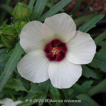 Hibiscus trionum