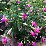 Fuchsia 'Fairy Lights' - 