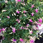 Fuchsia 'Fairy Lights' - 