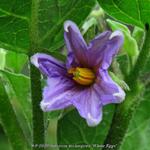 Solanum melongena 'White Eggs' - 